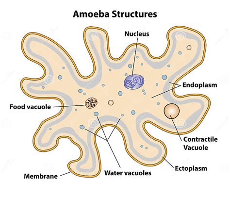 Amoeba Cell Structures Biology Diagram Stock Vector Illustration Of Biology Food 212625131