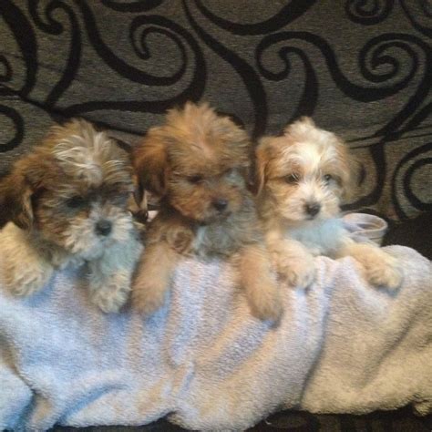 Shih Tzu X Yorkshire Terrier Puppies Leigh Greater Manchester