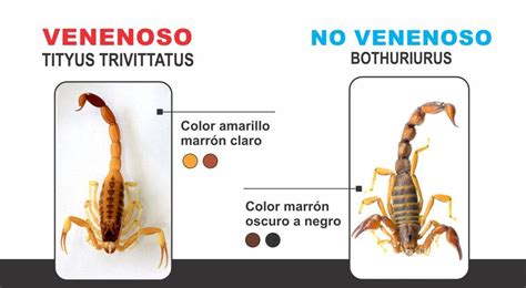 Temporada de alacranes cuáles son las especies más comunes y cómo