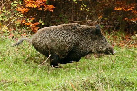 Jagdhundeausbildung Im Wildschweingatter Teil Deutscher Jagdblog De