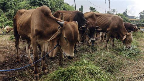 Idul Adha Makin Dekat Ini Pasar Ternak Yang Dicari Pembeli Sapi Di