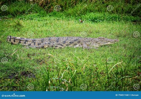 African Crocodile In Murchison Falls National Park Uganda Stock Photo