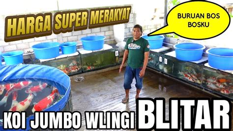 Koi Jumbo Harga Super Merakyat Banyak Pilihan Di Tempat Ini Yuza Koi