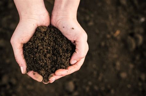 ᐅ Gartenerde für den Rasen wie Sie den Boden richtig vorbereiten