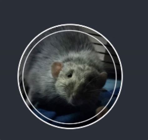 Rat Name Ideas Wiki Pet Rats🐀 Amino