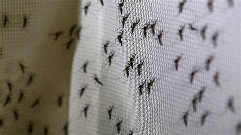 Invasión de mosquitos en Buenos Aires cómo evitarlos