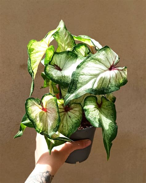 Acheter Caladium White Delight En Ligne Indoorpoppies