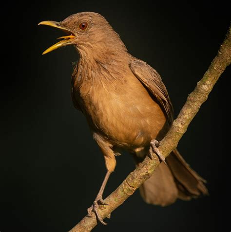 Costa Rica National Bird Clay Colored Thrush Birdwatching Guide