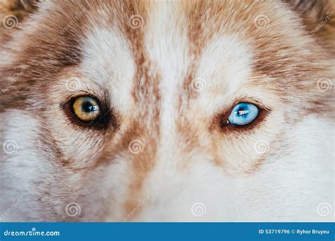 Multicolored Eyes of a Husky Dog Puppy Stock Photo - Image of watch ...