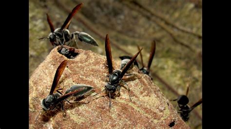 Warrior Wasp Nest Synoeca Septentrionalis Youtube