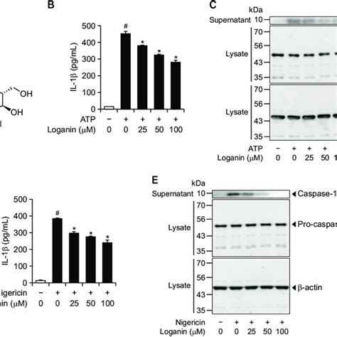 Loganin Suppresses NLRP3 Inflammasome Activation In Primary