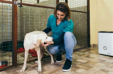 Animal Courses | Qualifications | Animal Courses 