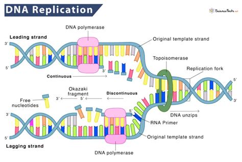 DNA Replication – Definition, Process, Steps, & Labeled Diagram