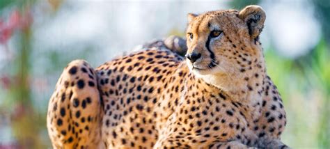 Definitive Guide To Serval Facts, Habitat, Conservation Status, Zoo Populations, Pictures On Zoo ...