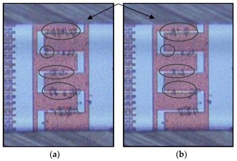 Micromachines Free Full Text Dielectrophoretic Immobilization Of