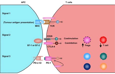 Pictorial Depiction Of T Cell Activation And Modulation Of T Cell