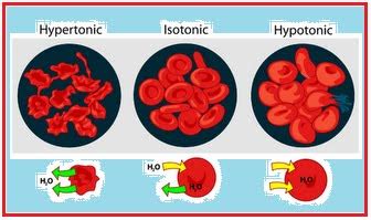 BIOLOGI GONZAGA OSMOSIS KRENASI PLASMOLISIS