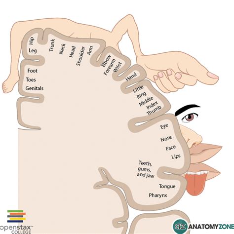 Middle Cerebral Artery Homunculus