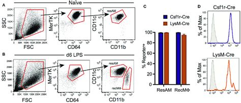 Csf1r Cre And Lysm Cre Promoters Target RecmΦ After Lps Lung Injury Download Scientific