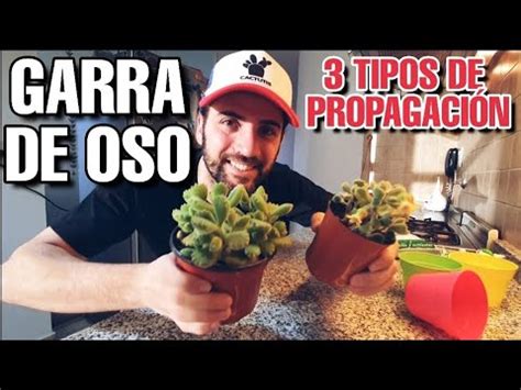 Garra De Oso Reproducci N Cotyledon Tomentosa Youtube Cactus