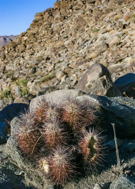 Strawberry Hedgehog Cactus Echinocereus Engelmannii A Group Of