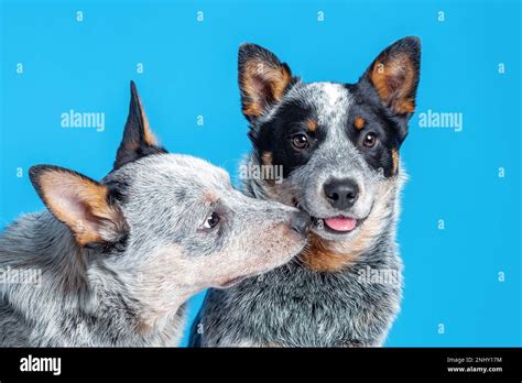 Blue Heeler Puppy Cute
