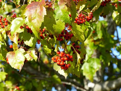 Small Urban Tree Walk Slideshow — Evergreen Arboretum and Gardens