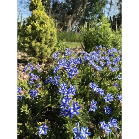 Lithodora Diffusa Star Gromwell Blue Flowers Edged With White