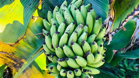 Plantain Tree Flower