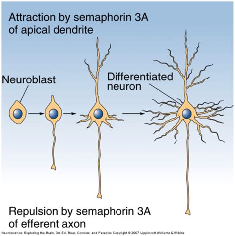 Neuroscience Chapter 23 Wiring The Brain Flashcards Quizlet