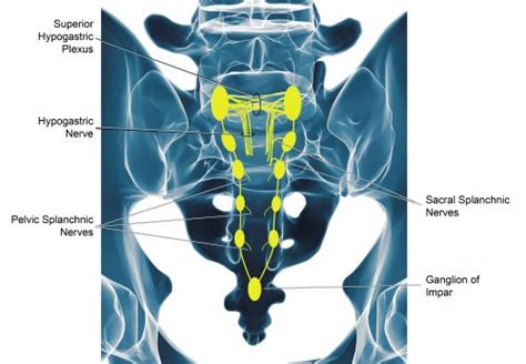 Superior Hypogastric Plexus Block - Ainsworth Institute