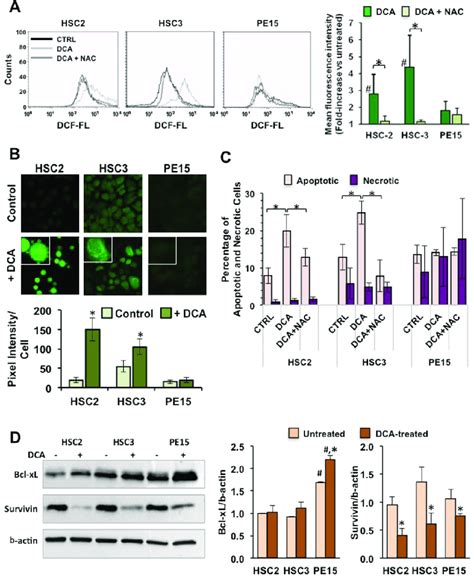 Effect Of Dca On Intracellular Ros Generation And Apoptosis A