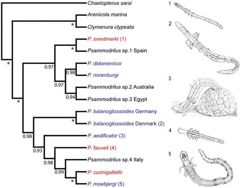 2.7: Phylogenetic tree based on direct optimization parsimony analyses ...