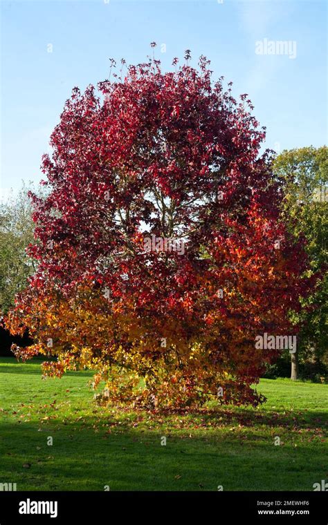 Liquidambar Styraciflua Worplesdon Sweet Gum Stock Photo Alamy