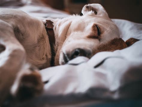 Tips to Calm Your Dog During a Thunderstorm