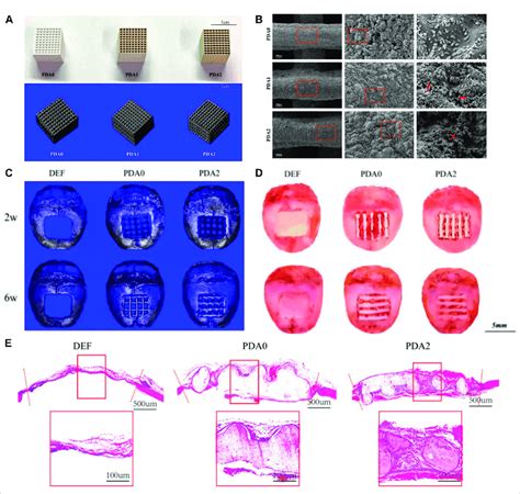 3d Printed Plga β Tcp Scaffold Coated With Polydopamine For Bone Tissue Download Scientific