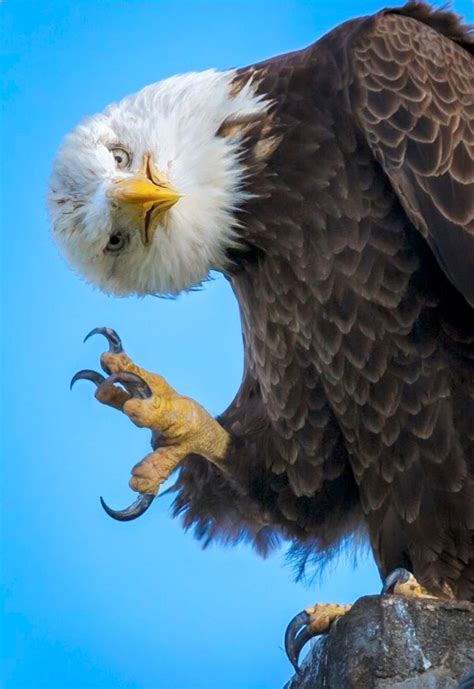 Bald Eagle Haliaeetus Leucocephalus In Wilde Vogels