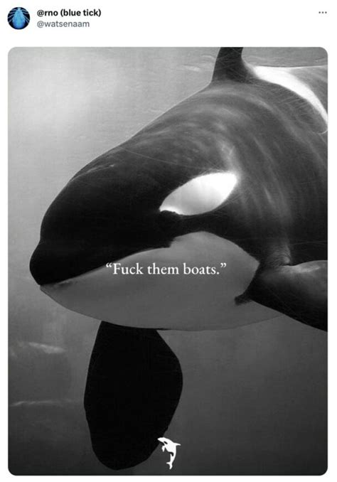 40 Funny Orca Attack Memes And Tweets We Should All Laugh At So They ...