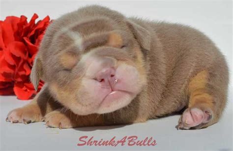 Newborn Lilac English Bulldog Puppy English Bulldog Bulldog English