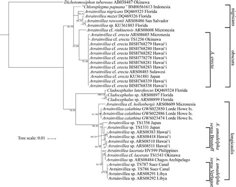 Bayesian Inferred Phylogeny From The Rbcl And Tufa Concatenated