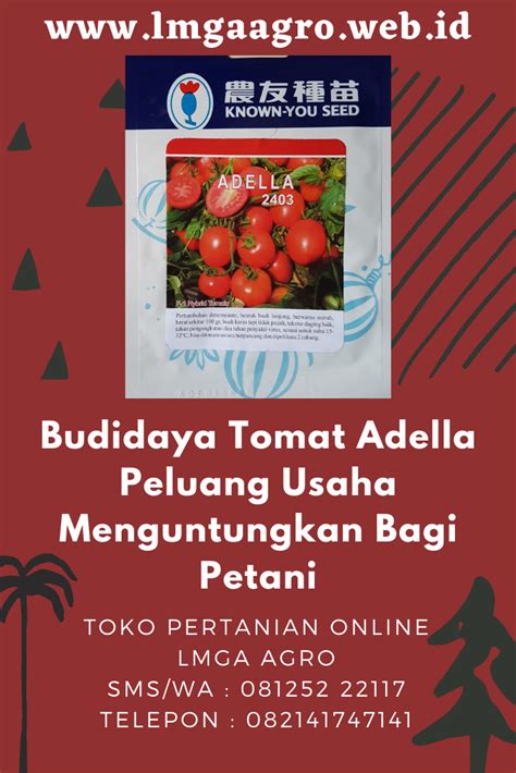 Budidaya Tomat Adella Peluang Usaha Menguntungkan Bagi Petani