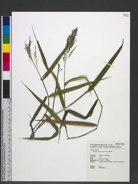 Panicum Sarmentosum Roxb 藤竹草6201547