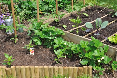 Ortaggi Fondamentali Da Piantare A Maggio Orto Giardino E Terrazzo