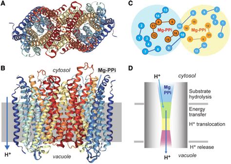 Tertiary Structure Of V Ppase Of Vigna Radiata Lin Et Al