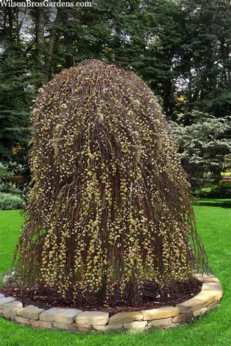 Buy White Pussy Willow FREE SWHIPPING Wilson Bros Gardens 3