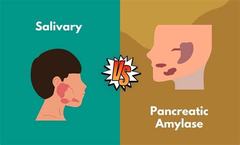 What is the difference between Salivary Amylase and Pancreatic Amylase | by Alsonjason | Medium