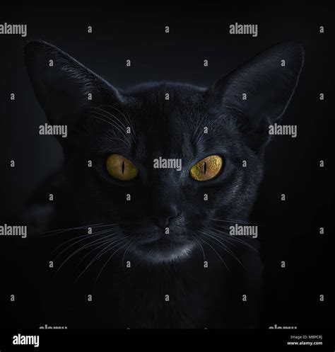 Cat With Its Eyes Wide Open Hi Res Stock Photography And Images Alamy
