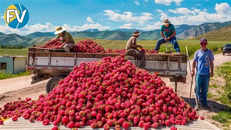 Cómo se recolectan y procesan millones de toneladas de frambuesas