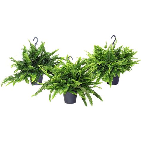 Foliera 65 Inch Fern Assorted Hanging Basket Tropical Plant The Home Depot Canada