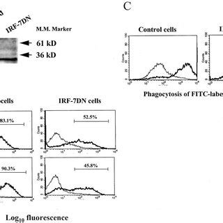 Requirement For Irf In The Differentiation Of U Cells A Pool Of